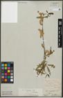 Foto von Salix acutifolia Willd.